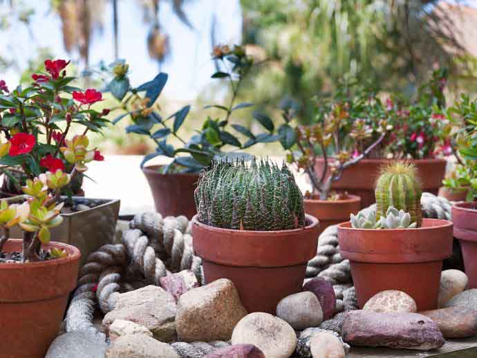 7 ways to cut down spending - cacti