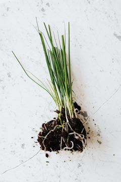 8-easy-herbs-chives