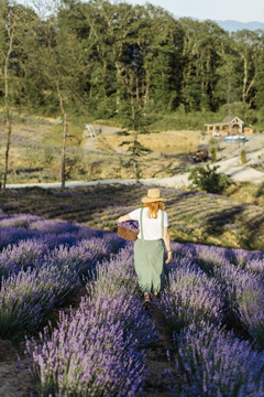 8-easy-herbs-lavender