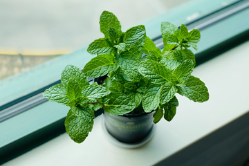 8-easy-herbs-mint