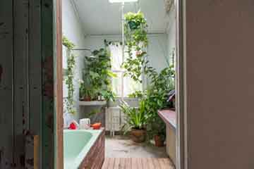 RAMS Talk image 1 bathroom with plants